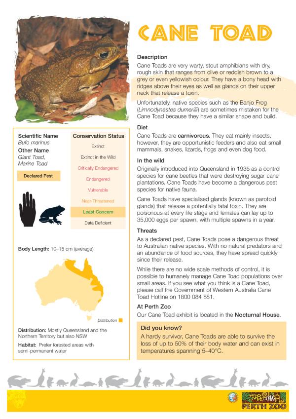 cane-toad-fact-sheet.pdf.jpeg