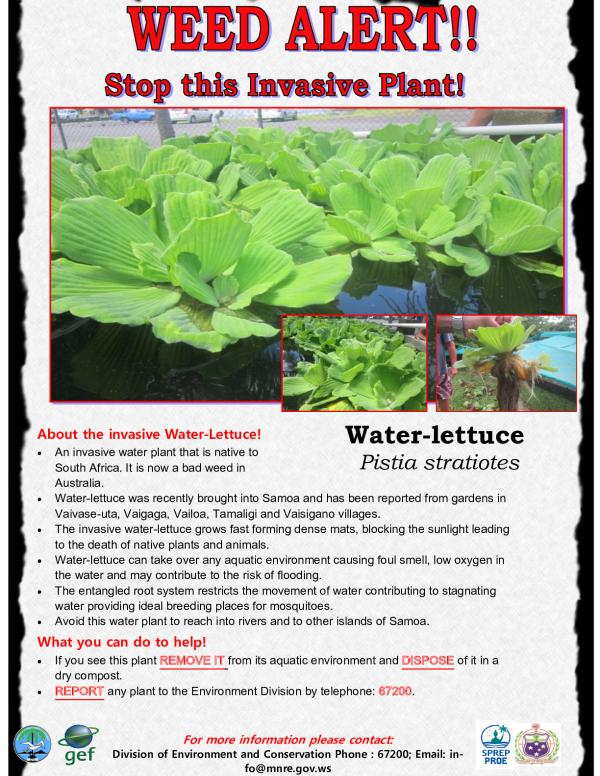 Weed Alert. Stop this invasive plant. Water-lettuce - Pistia stratiotes