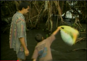 mangrove story
