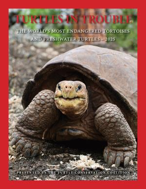 TCC_2025_Turtles-in-Trouble-Updated.pdf.jpeg