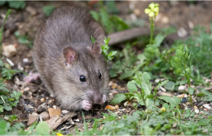 Rat