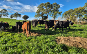 cows